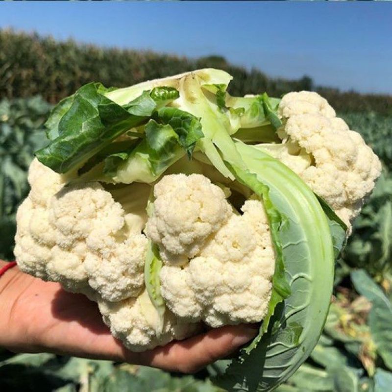 有机花菜松花菜量大，品质保障，价格优惠，大棚精品陆续上市