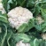 有机花菜松花菜量大，品质保障，价格优惠，大棚精品陆续上市