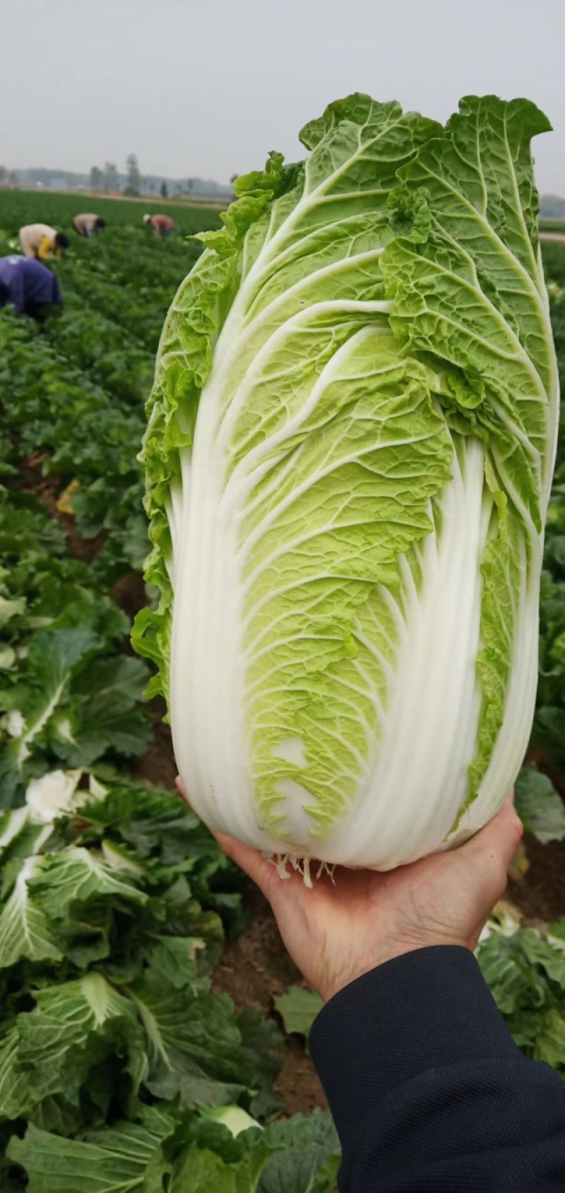 河南夏邑县精品矮颗黄心白菜，义和秋白菜萃拢秋晓白菜