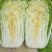河南夏邑县精品矮颗黄心白菜，义和秋白菜萃拢秋晓白菜