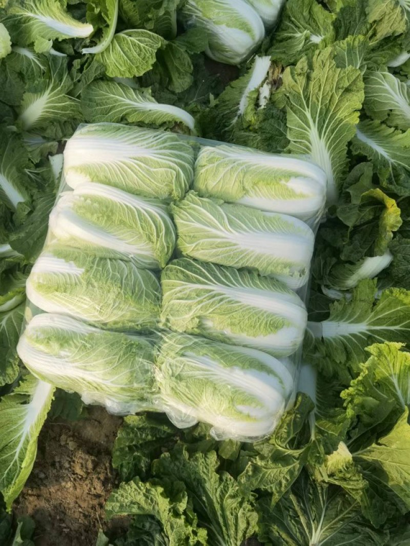 河南夏邑县精品矮颗黄心白菜，义和秋白菜萃拢秋晓白菜