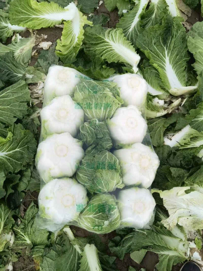河南夏邑县精品矮颗黄心白菜，义和秋白菜萃拢秋晓白菜