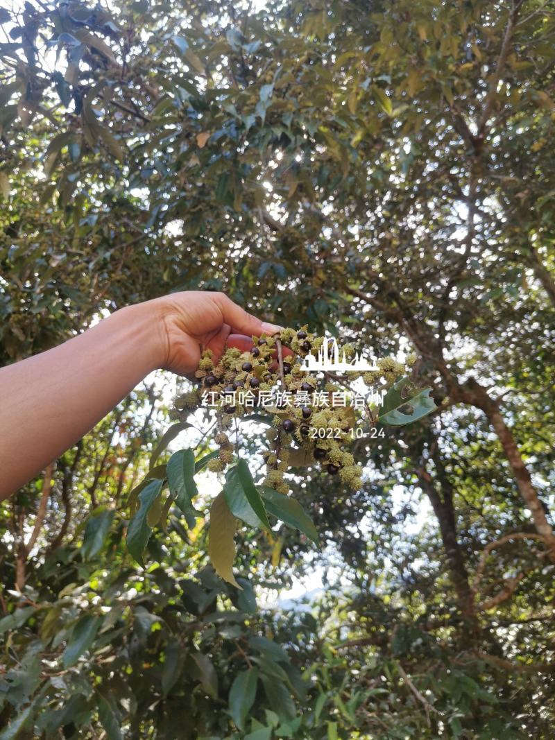 云南高山小椎栗，米椎栗，米椎子，经过漂水