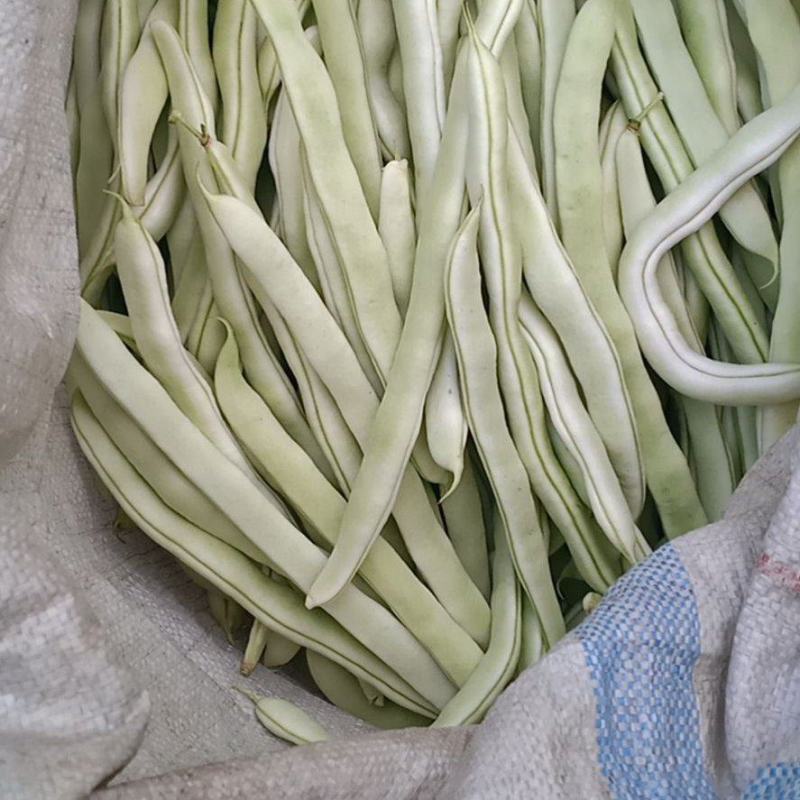 豆角现货