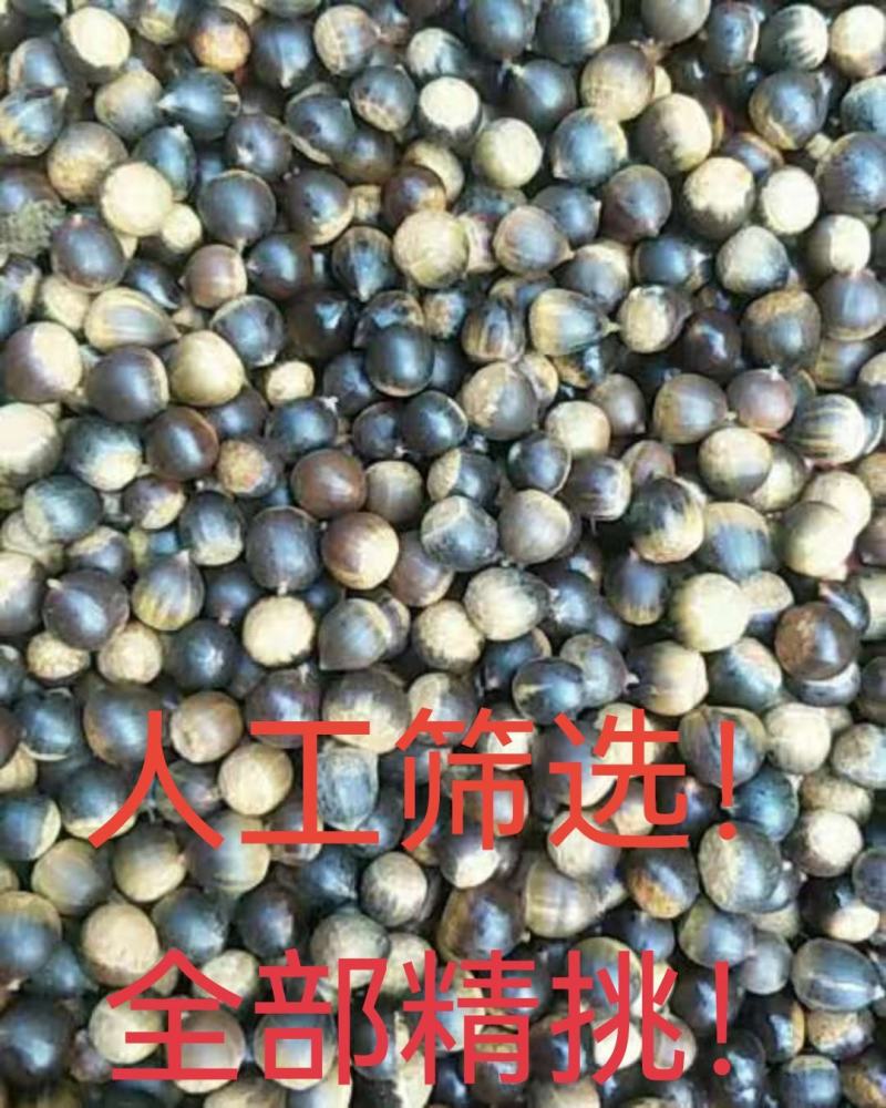 云南高山小椎栗，米椎栗，米椎子，经过漂水