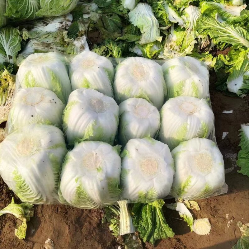 白菜精品矮颗义和秋白菜，河南夏邑县白菜，大量上市供应