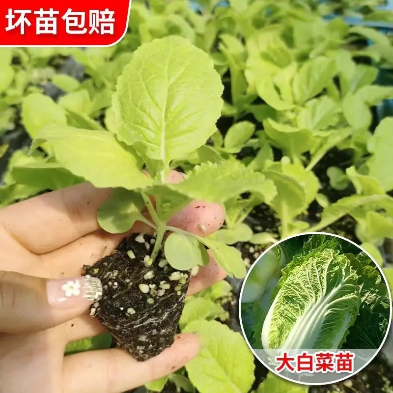 大白菜苗，产地一手货源，质量保证，欢迎进店选购