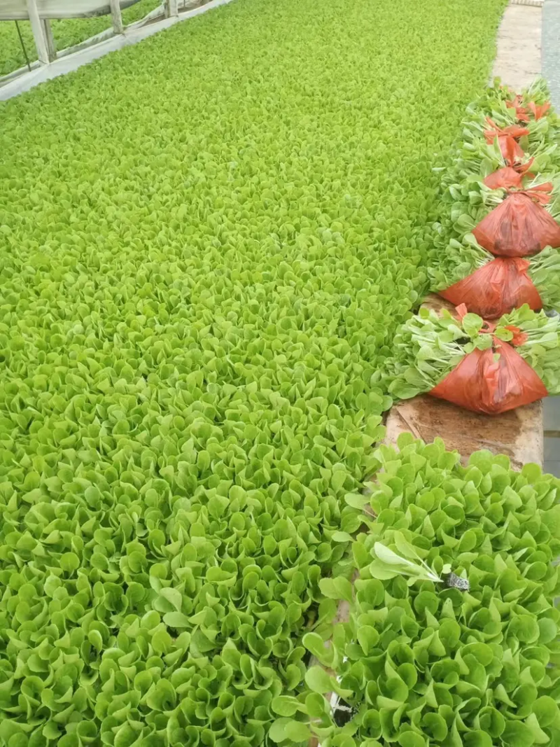 大白菜苗，产地一手货源，质量保证，欢迎进店选购