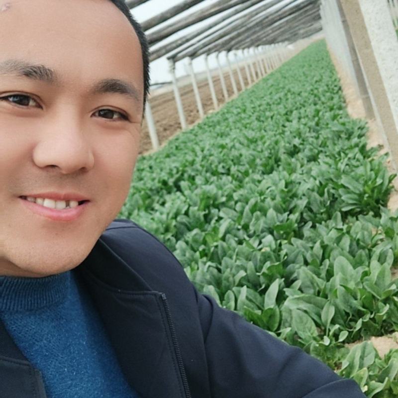 精品小叶菠菜