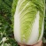 白菜精品矮颗义和秋白菜，河南夏邑县白菜，大量上市供应
