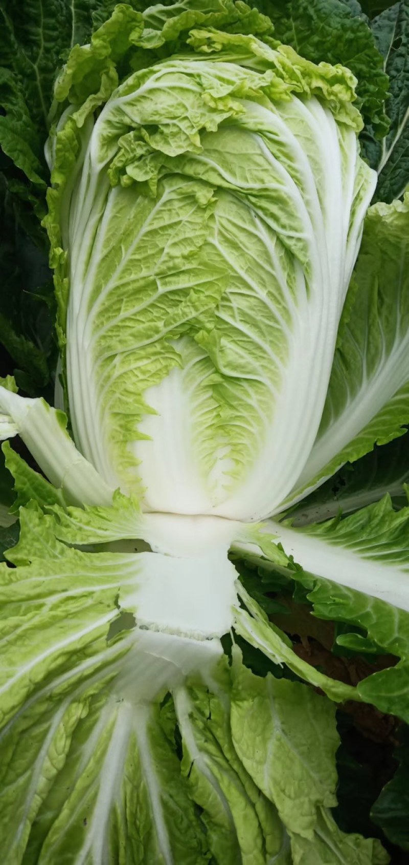白菜精品矮颗义和秋白菜，河南夏邑县白菜，大量上市供应