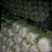 白菜精品矮颗义和秋白菜，河南夏邑县白菜，大量上市供应