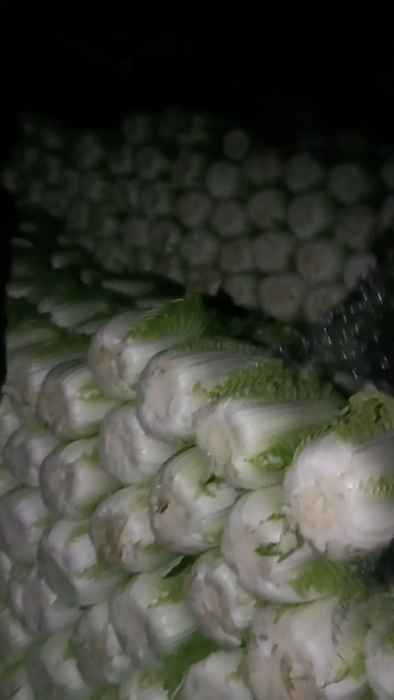 白菜精品矮颗义和秋白菜，河南夏邑县白菜，大量上市供应
