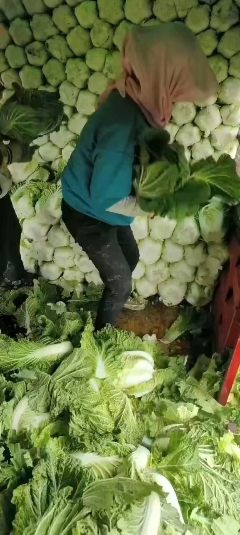 白菜精品矮颗义和秋白菜，河南夏邑县白菜，大量上市供应
