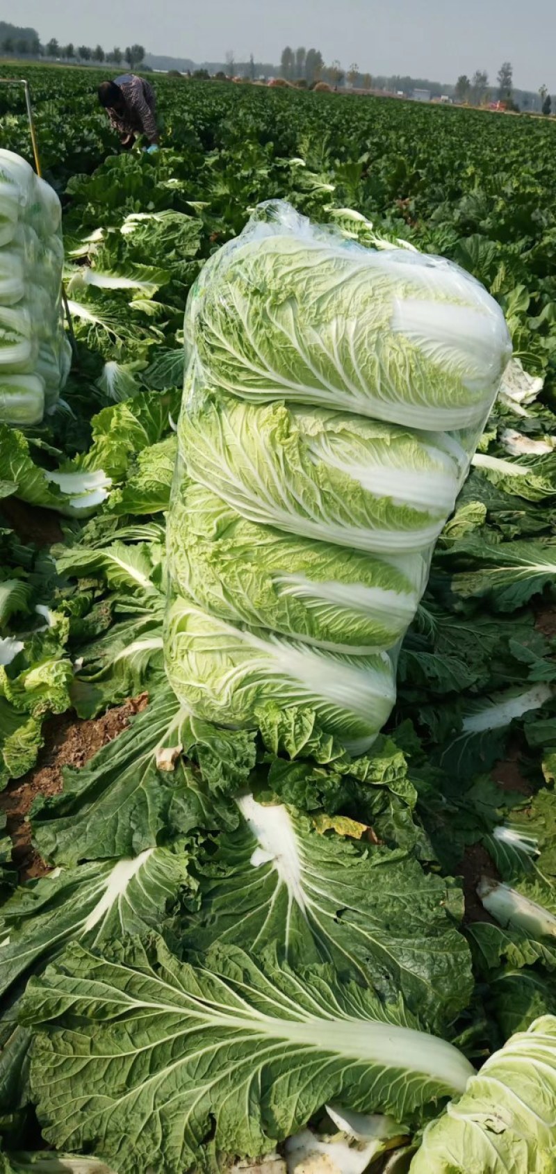 白菜精品矮颗义和秋白菜，河南夏邑县白菜，大量上市供应