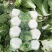 白菜精品矮颗义和秋白菜，河南夏邑县白菜，大量上市供应