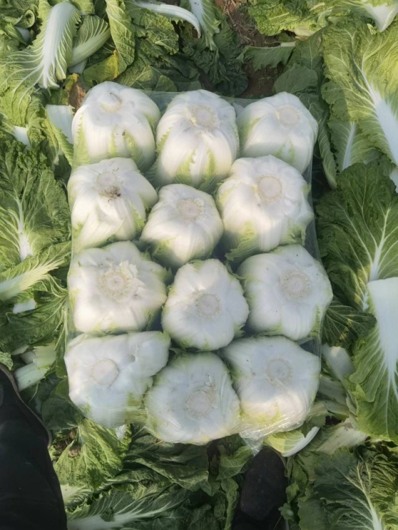 白菜精品矮颗义和秋白菜，河南夏邑县白菜，大量上市供应