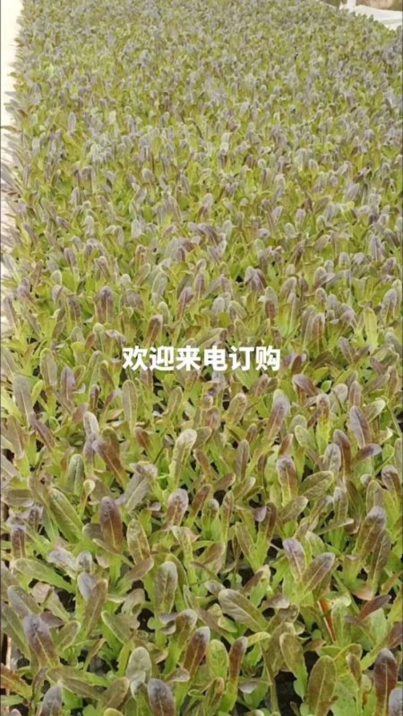 紫叶香笋苗，产地发货，质量保证，欢迎进店选购