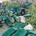 大量供应广西水果甜玉米产地一手货长期供应，专业产地代办