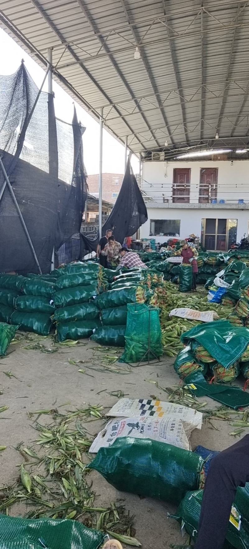 大量供应广西水果甜玉米产地一手货长期供应，专业产地代办