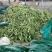 大量供应广西水果甜玉米产地一手货长期供应，专业产地代办