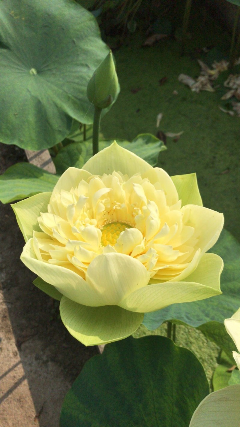 荷花，荷花颜色多，品种全，荷花苗，荷花种，山东鱼台县。