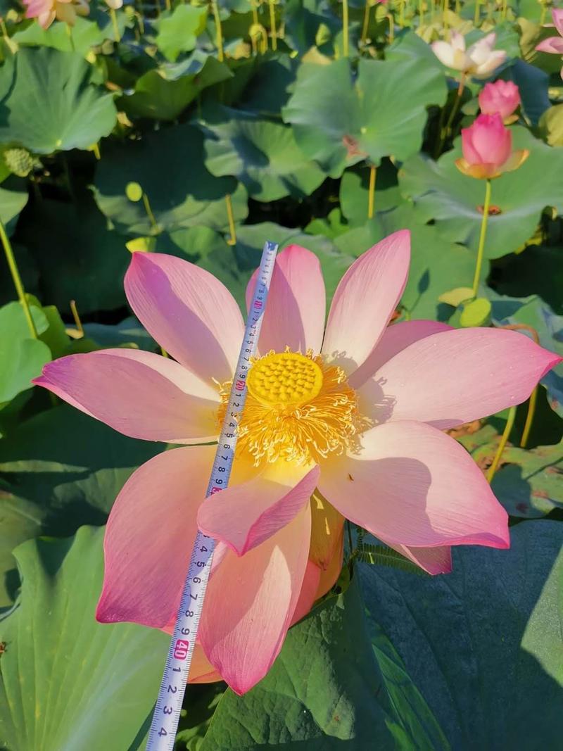 荷花，荷花颜色多，品种全，荷花苗，荷花种，山东鱼台县。