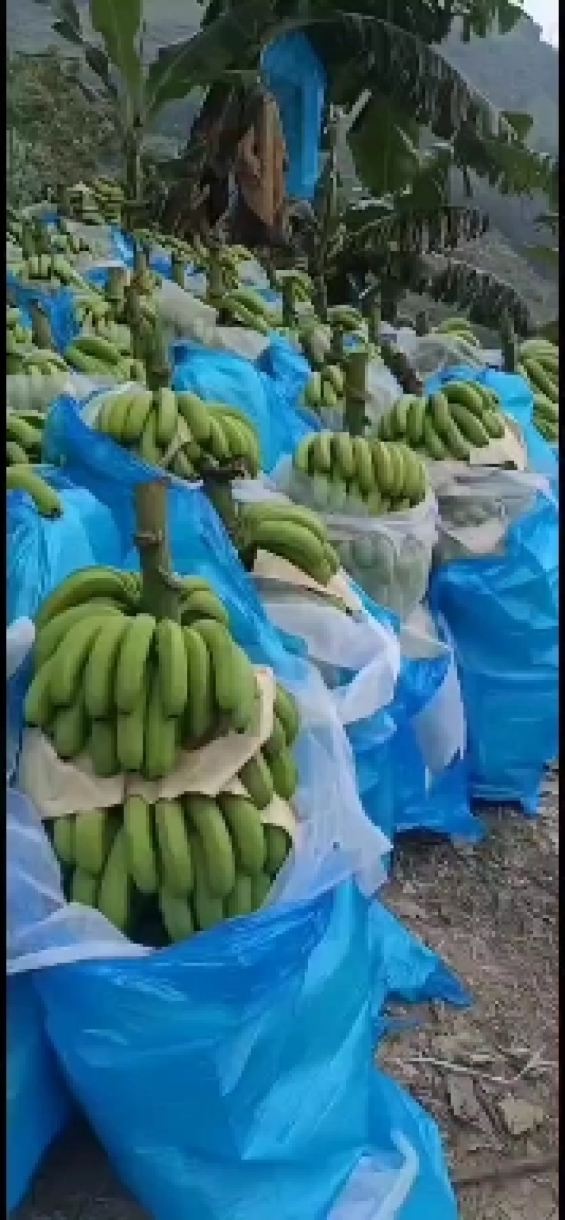 云南红河香蕉，元阳，金平，基地好货，货源充足