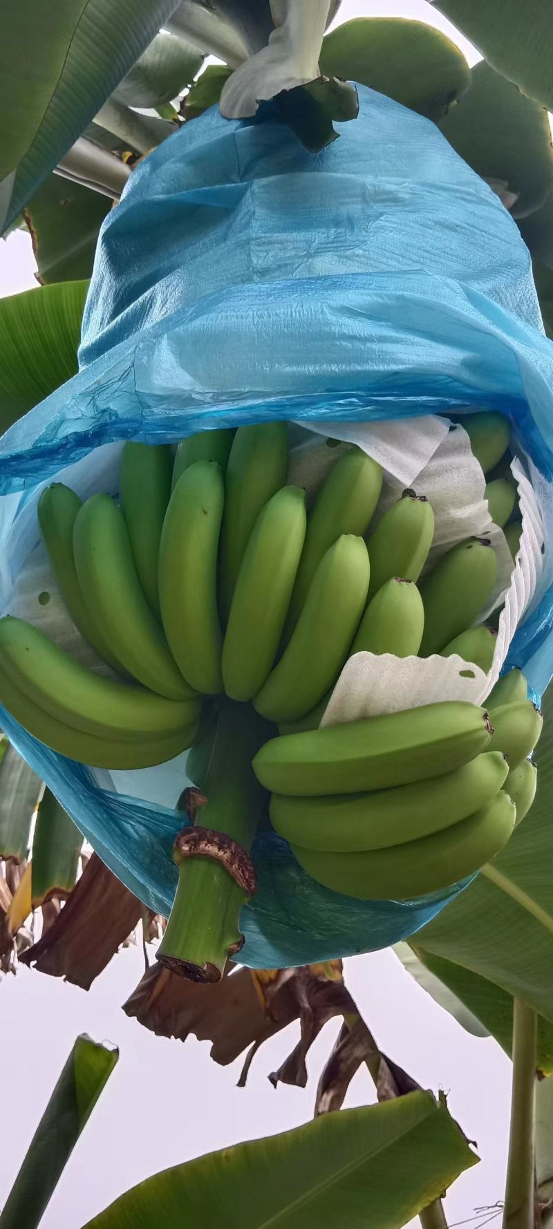 云南红河香蕉，元阳，金平，基地好货，货源充足