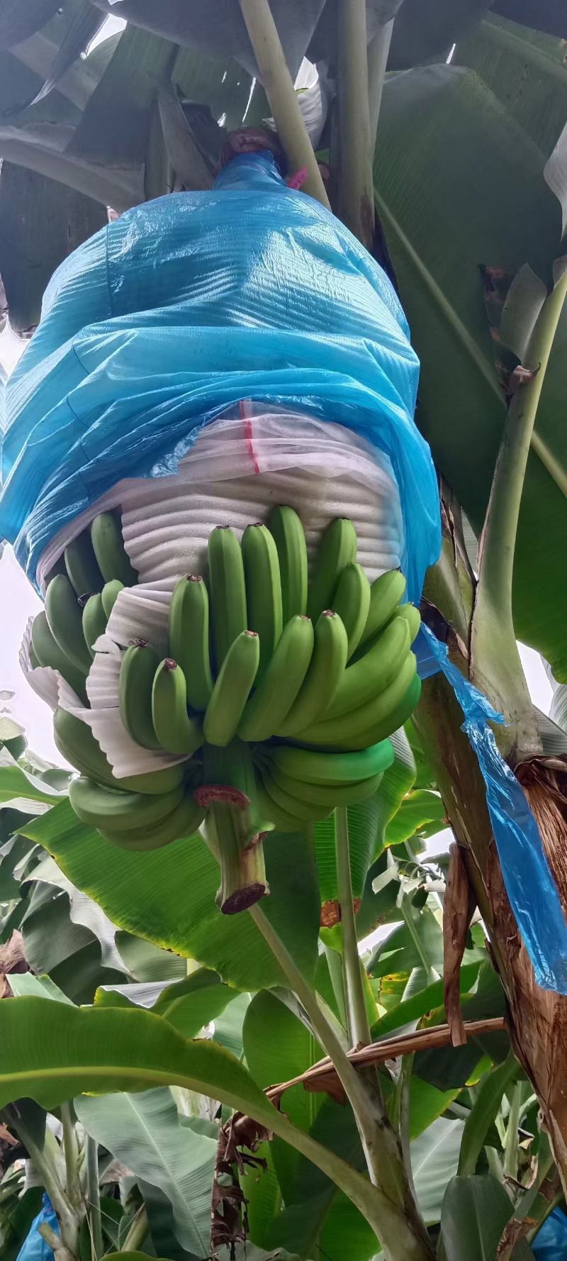 云南红河香蕉，元阳，金平，基地好货，货源充足