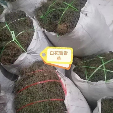 需要白花蛇舌草可以联系，货源充足！