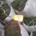 需要白花蛇舌草可以联系，货源充足！