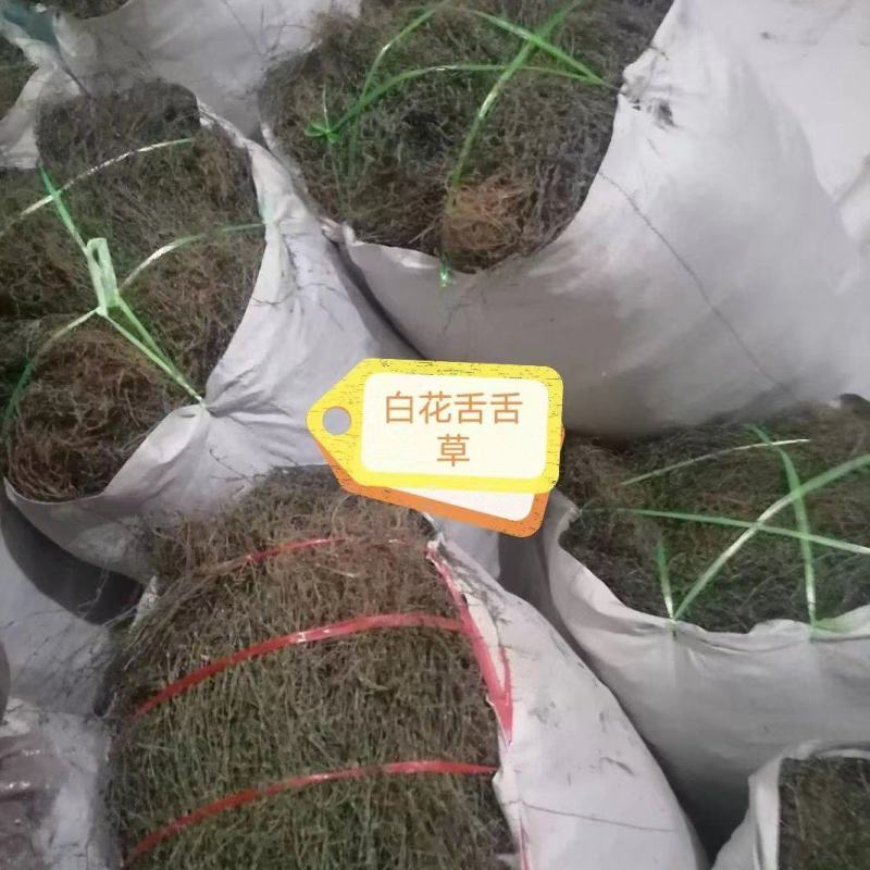 需要白花蛇舌草可以联系，货源充足！