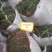 需要白花蛇舌草可以联系，货源充足！