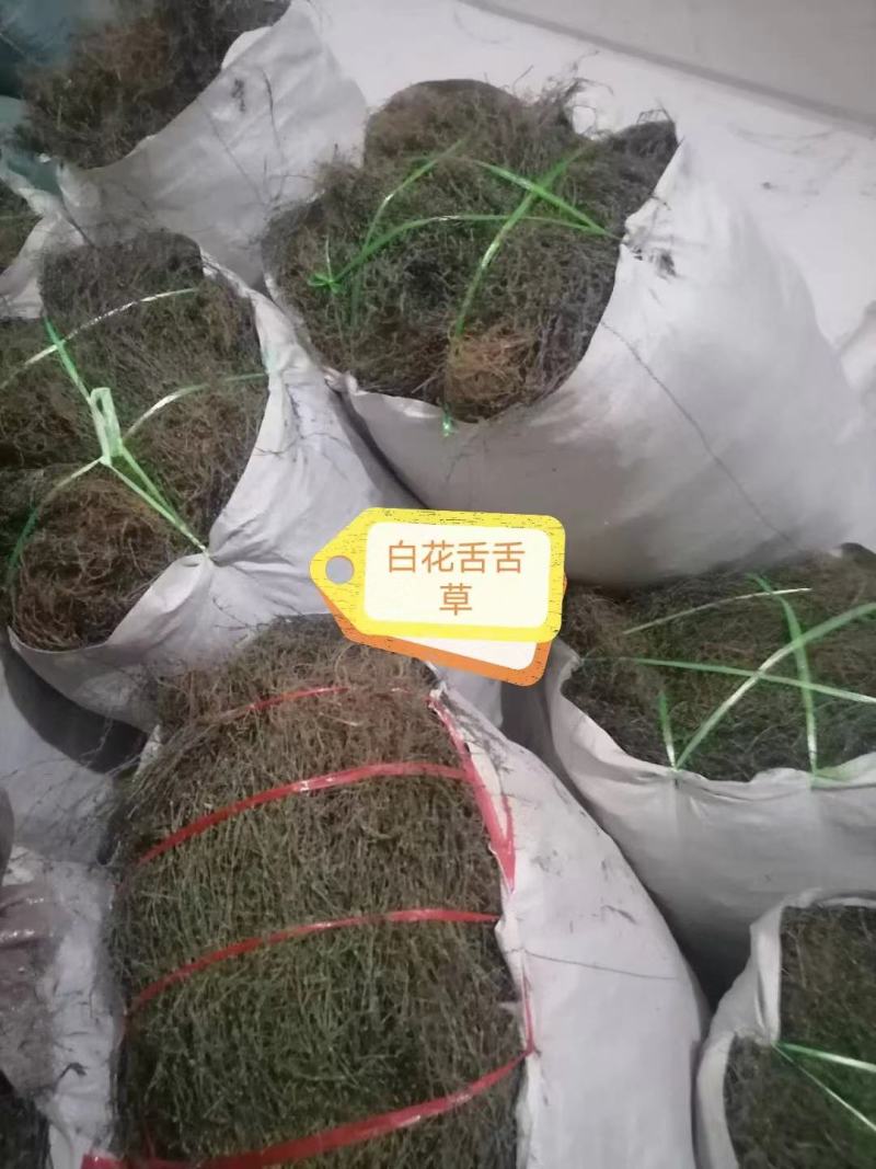 需要白花蛇舌草可以联系，货源充足！