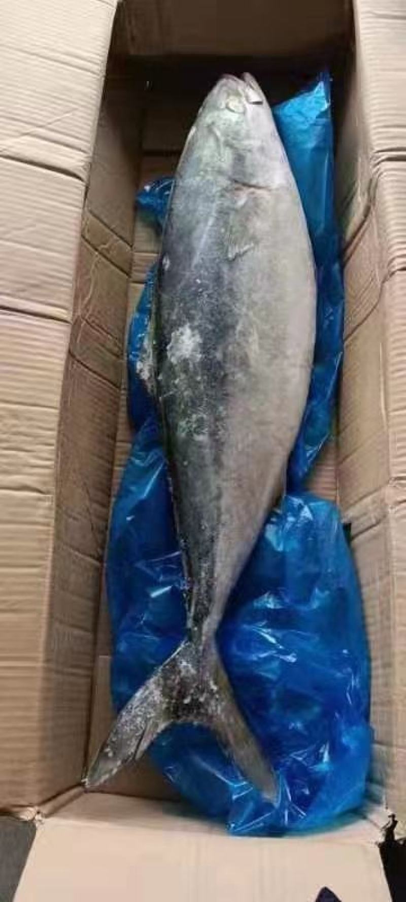 东海优质带鱼大量批发全国各地均可冷链直达