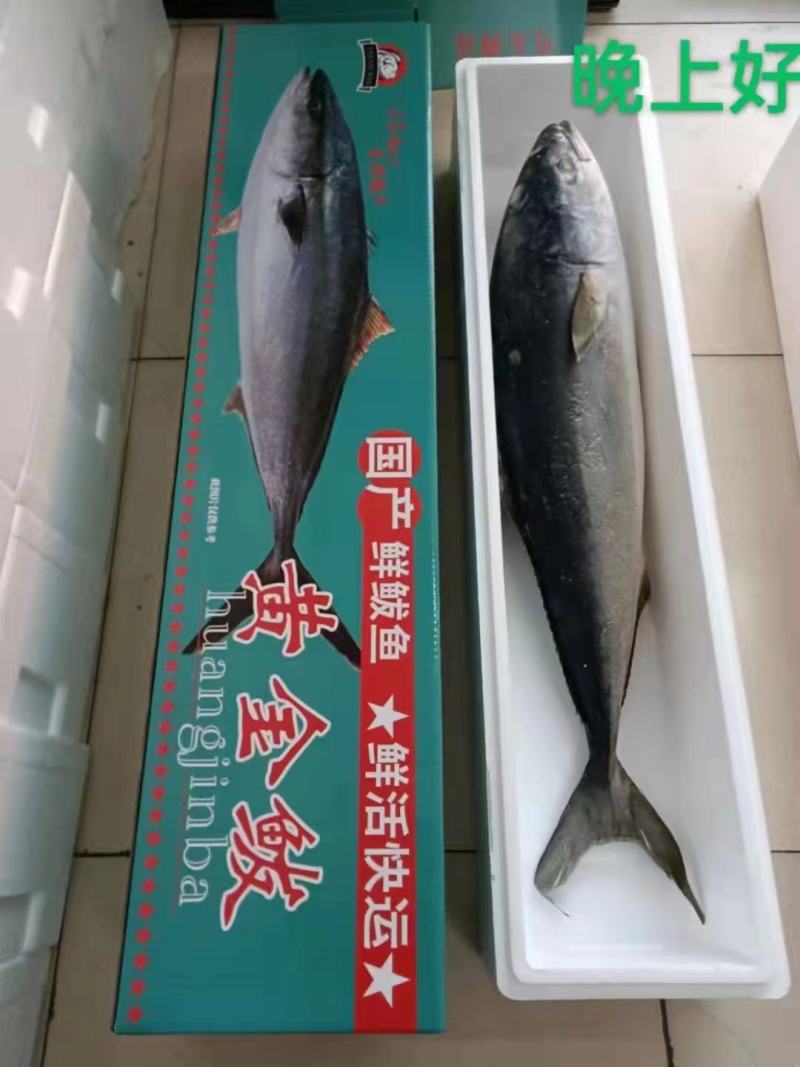 东海优质带鱼大量批发全国各地均可冷链直达
