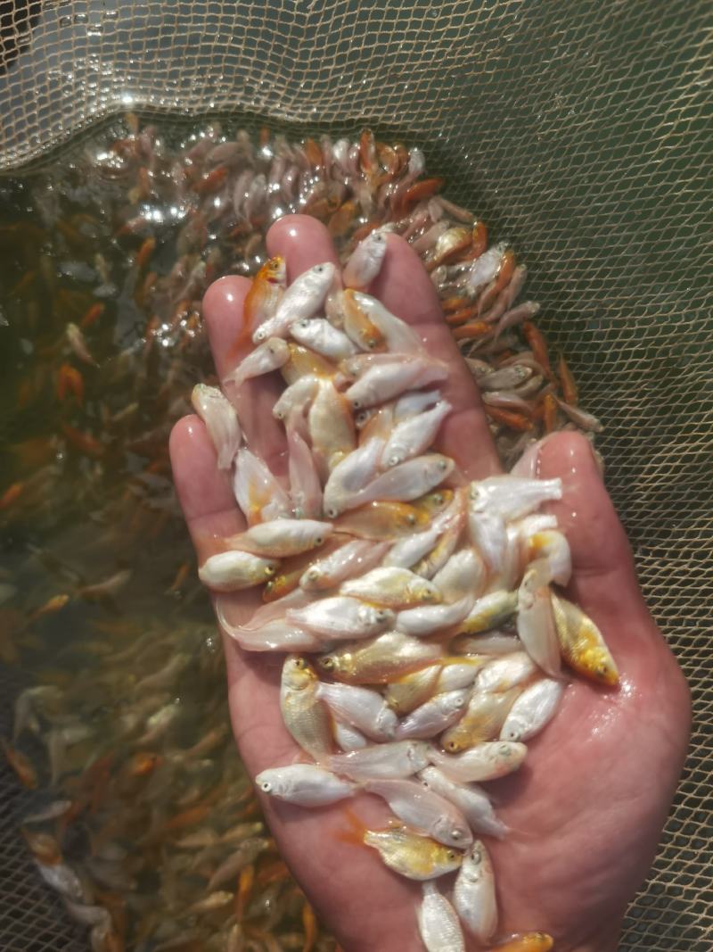 精品短身蝴蝶鱼苗供应