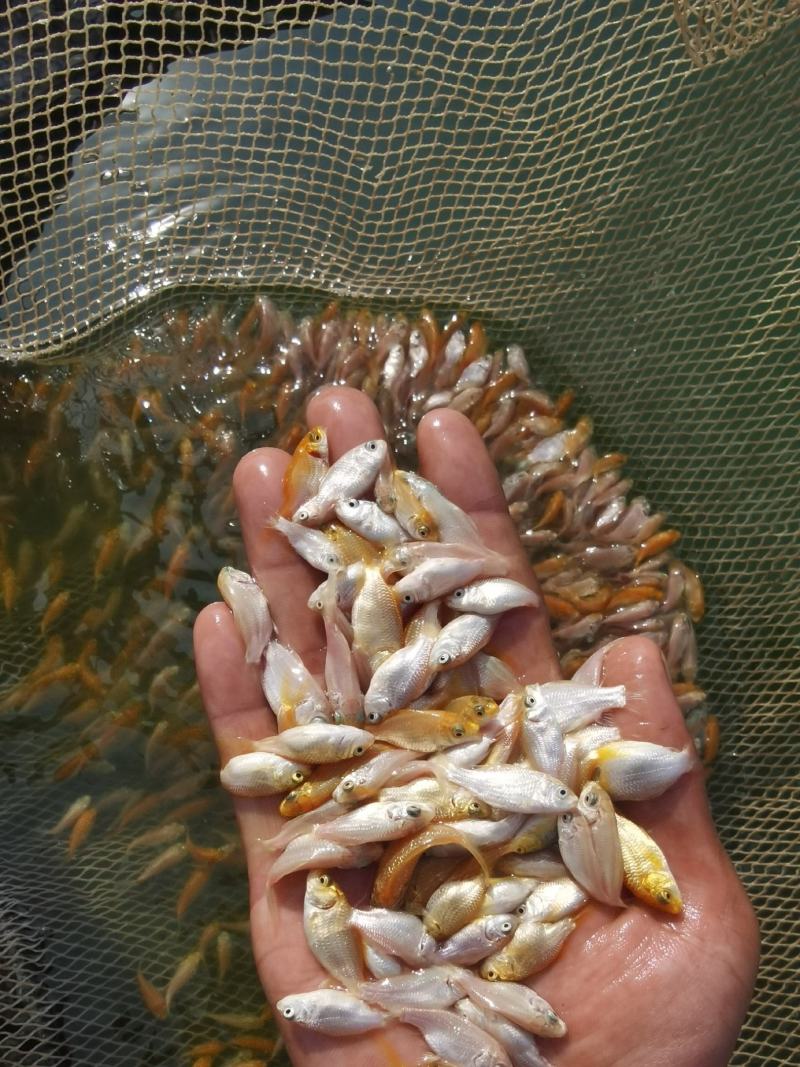 精品短身蝴蝶鱼苗供应