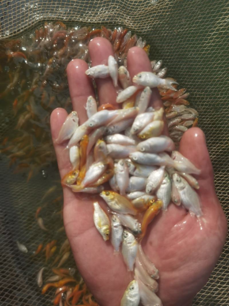 精品短身蝴蝶鱼苗供应
