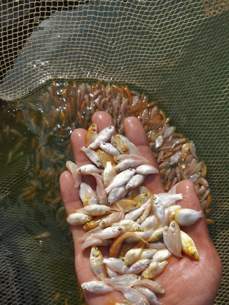 精品短身蝴蝶鱼苗供应