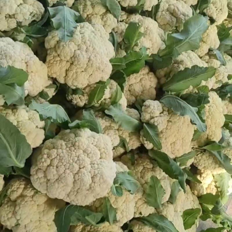 花菜，菠菜，青菜，芹菜，西葫芦，茄子，土豆，辣椒，豆角，