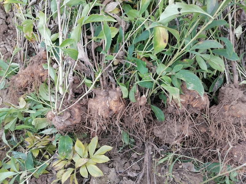 地产中药材白术基地直发货源充足欢迎来电咨询订购