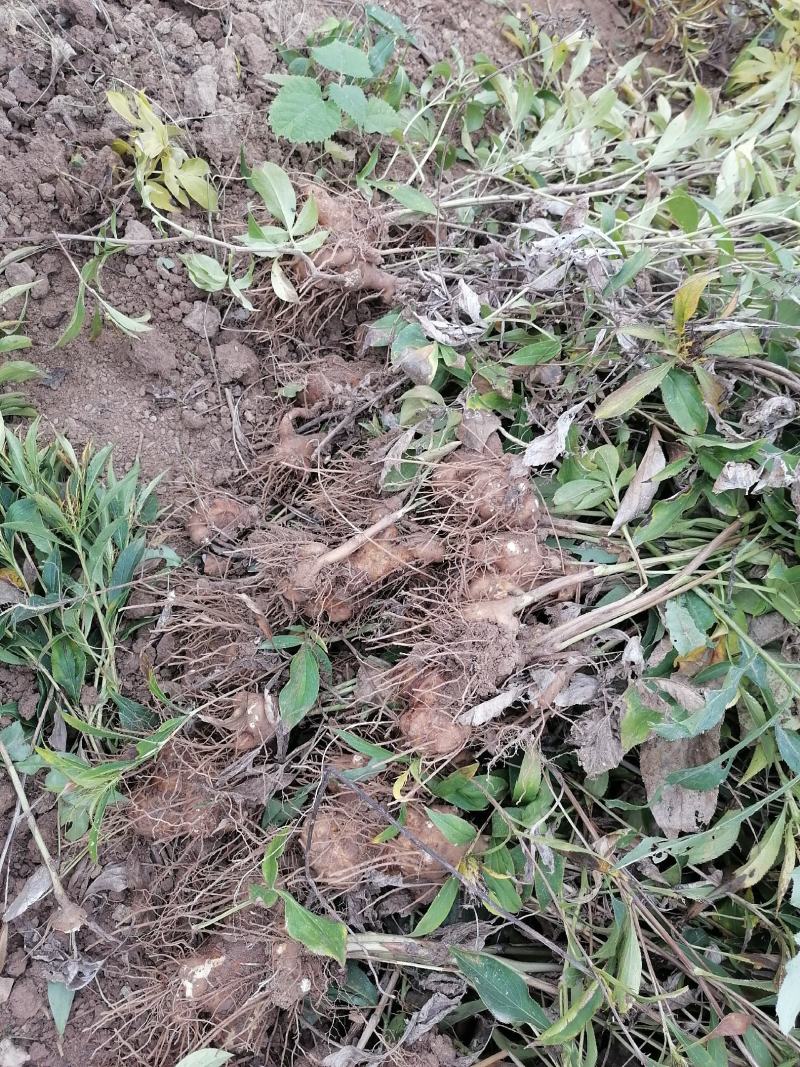 地产中药材白术基地直发货源充足欢迎来电咨询订购