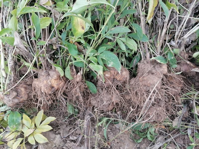 地产中药材白术基地直发货源充足欢迎来电咨询订购