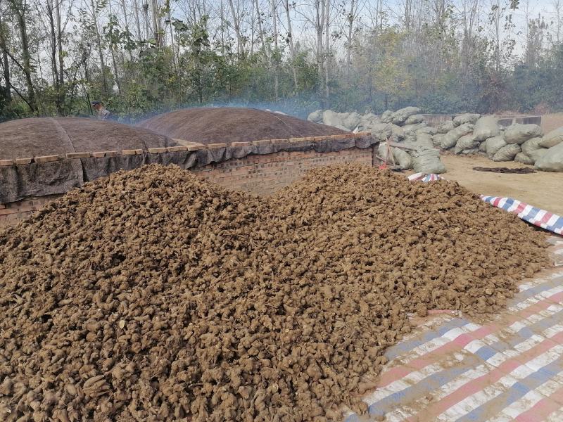 地产中药材白术基地直发货源充足欢迎来电咨询订购