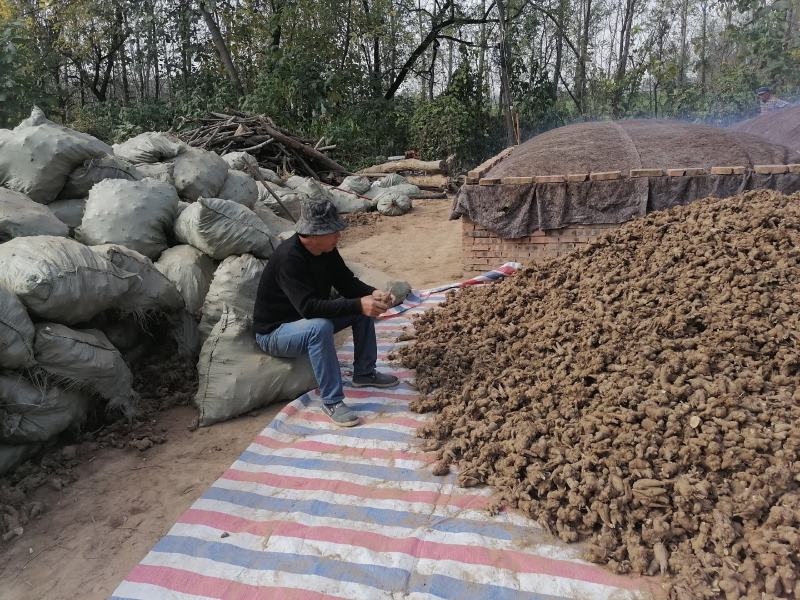 地产中药材白术基地直发货源充足欢迎来电咨询订购