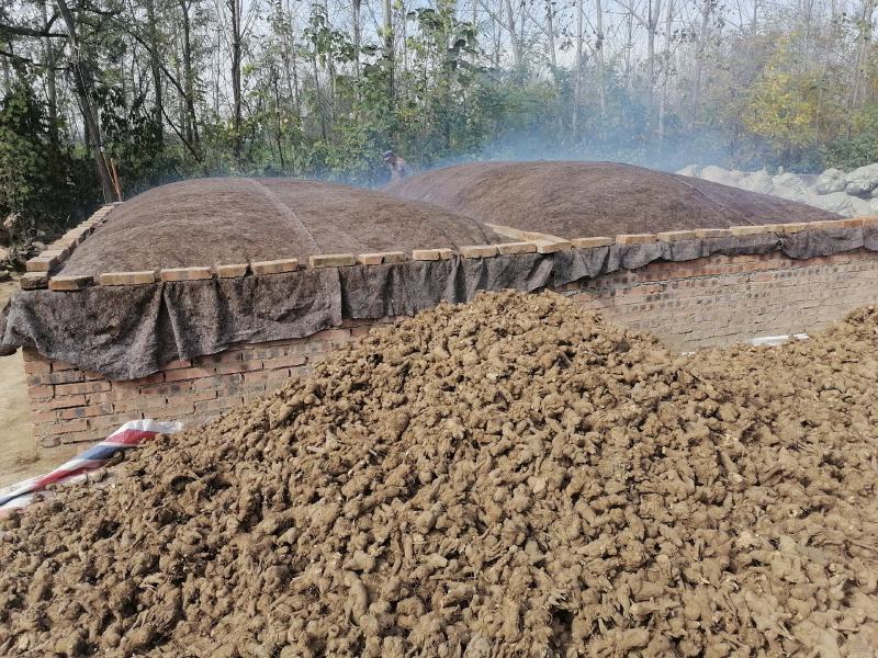 地产中药材白术基地直发货源充足欢迎来电咨询订购