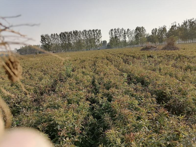 地产中药材白术基地直发货源充足欢迎来电咨询订购