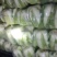花菜，菠菜，青菜，芹菜，西葫芦，茄子，土豆，辣椒，豆角，